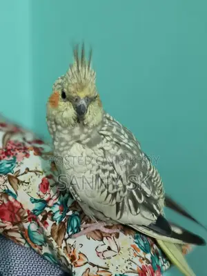 Cockatiel Bird