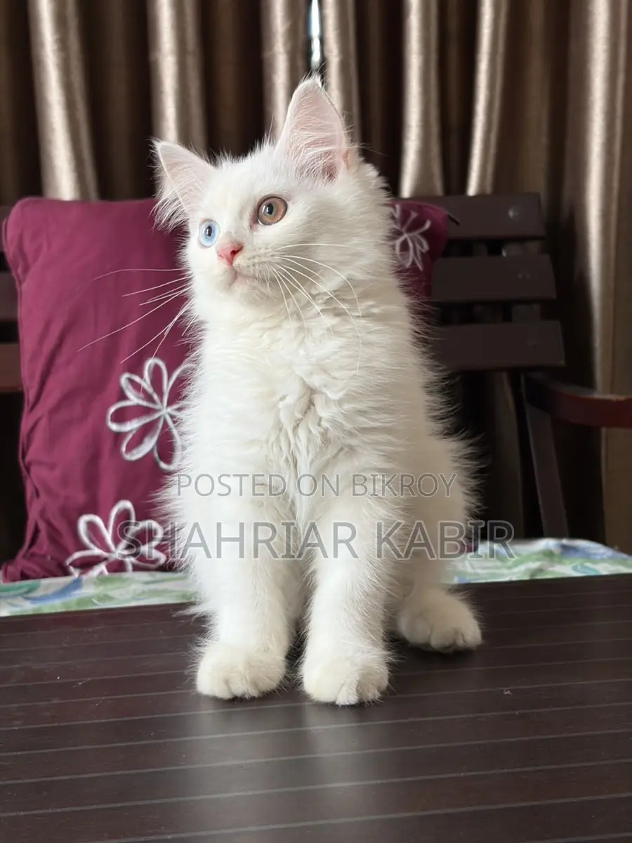 Traditional Odd Eyes Persian Kitten