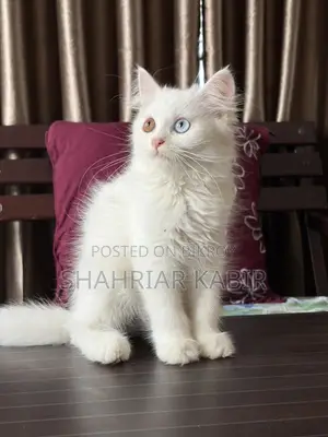 Traditional Odd Eyes Persian Kitten