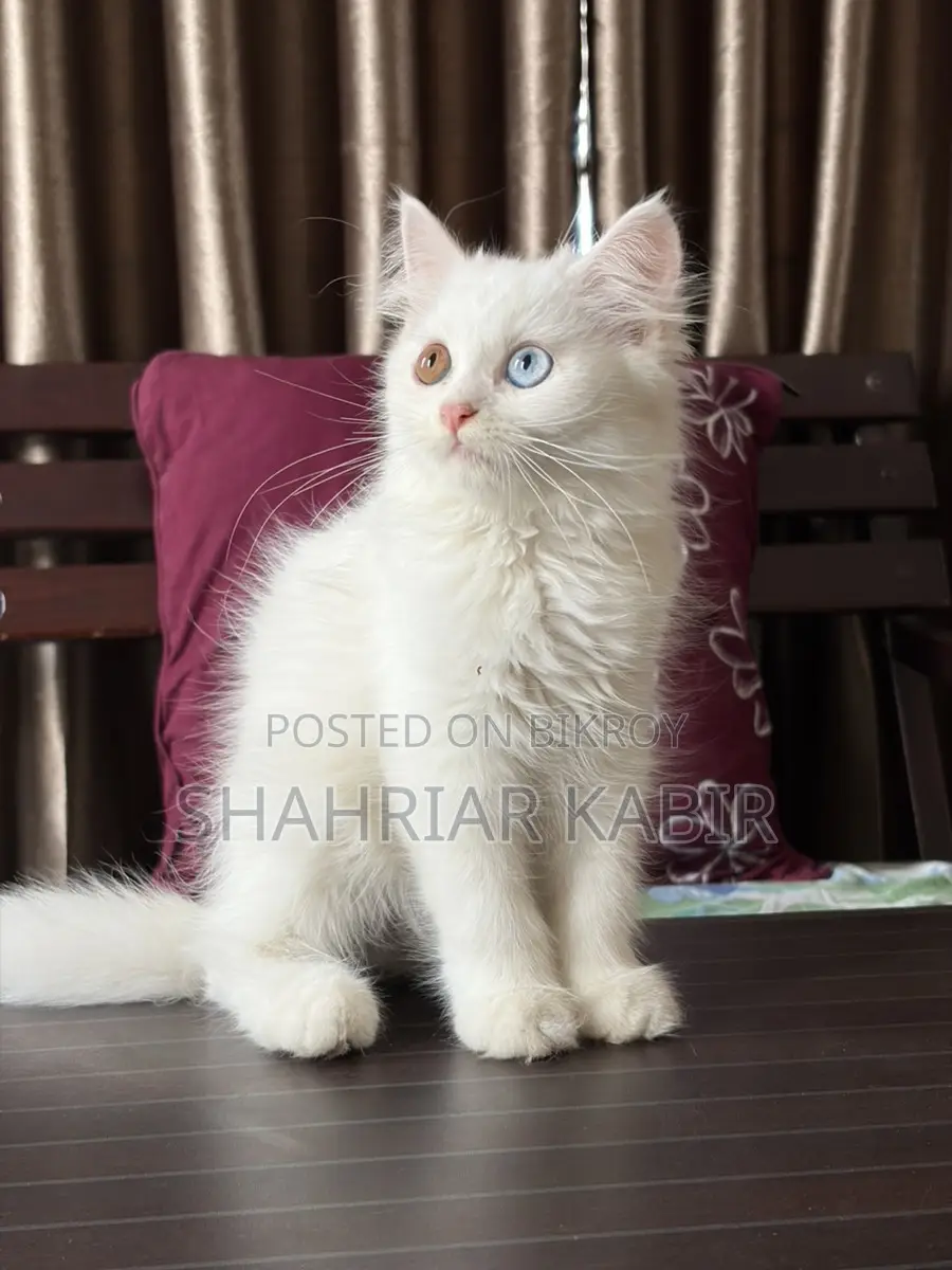 Traditional Odd Eyes Persian Kitten