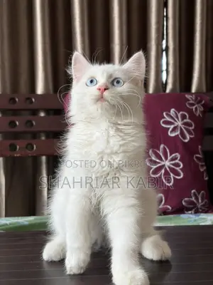 Traditional Odd Eyes Persian Kitten