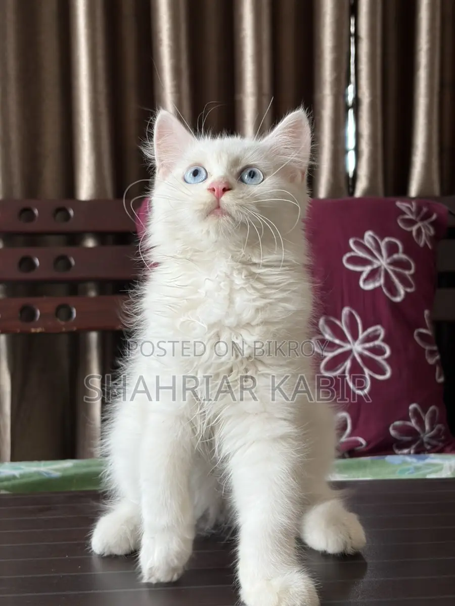 Traditional Odd Eyes Persian Kitten