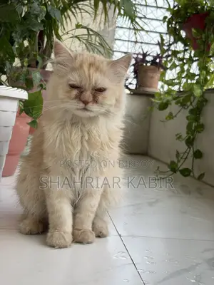 Traditional Odd Eyes Persian Kitten