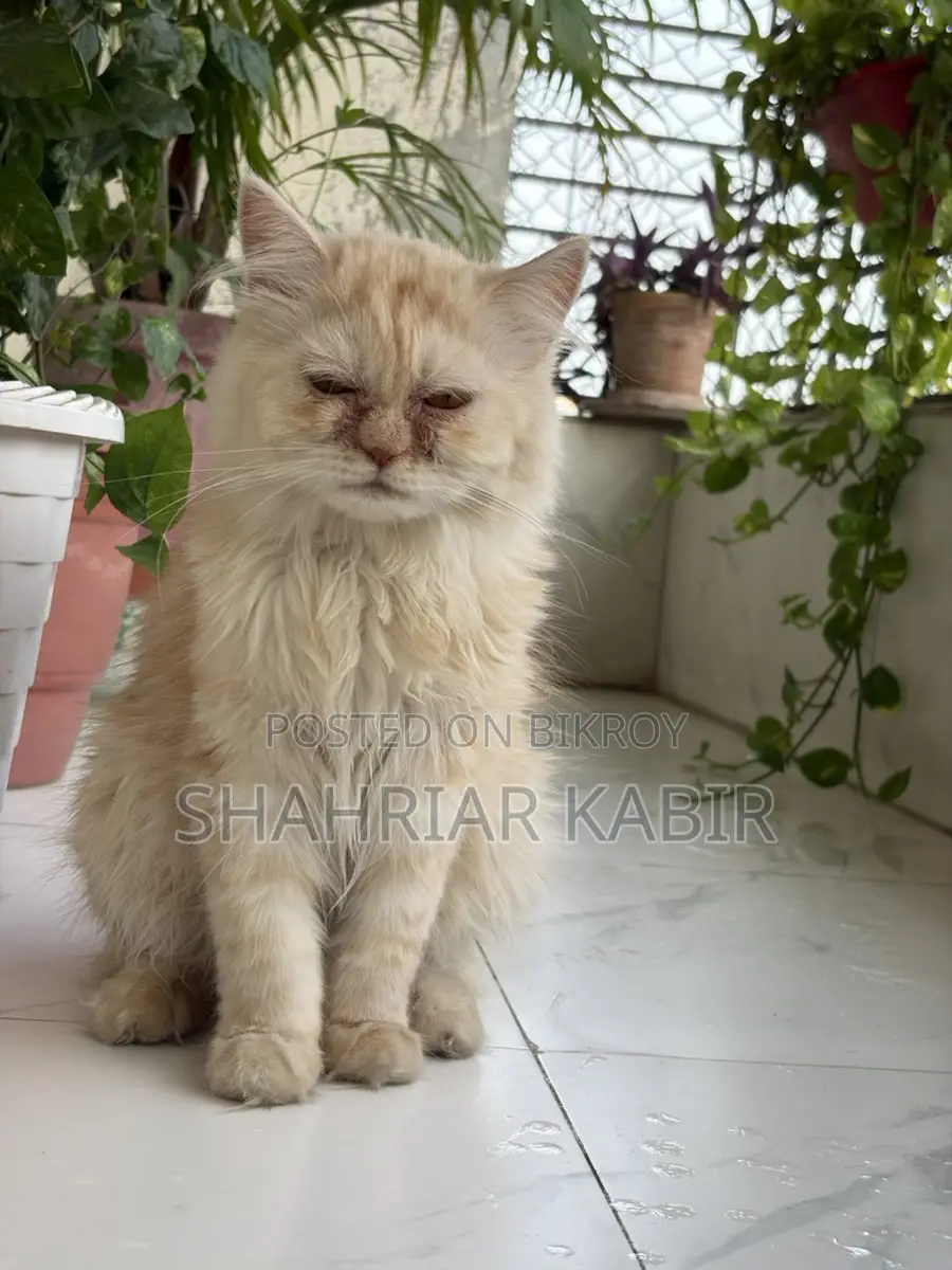 Traditional Odd Eyes Persian Kitten