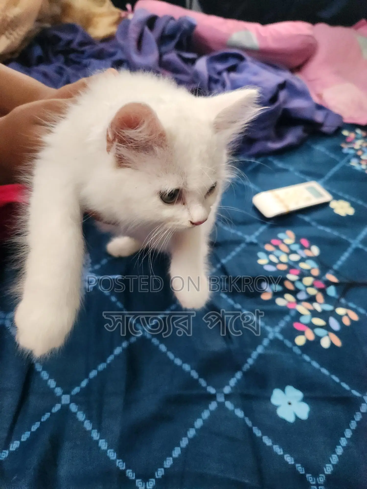 White Triple Coat Doll Face Persian Cat