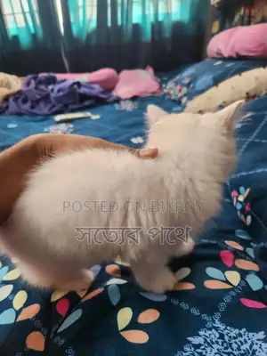 White Triple Coat Doll Face Persian Cat