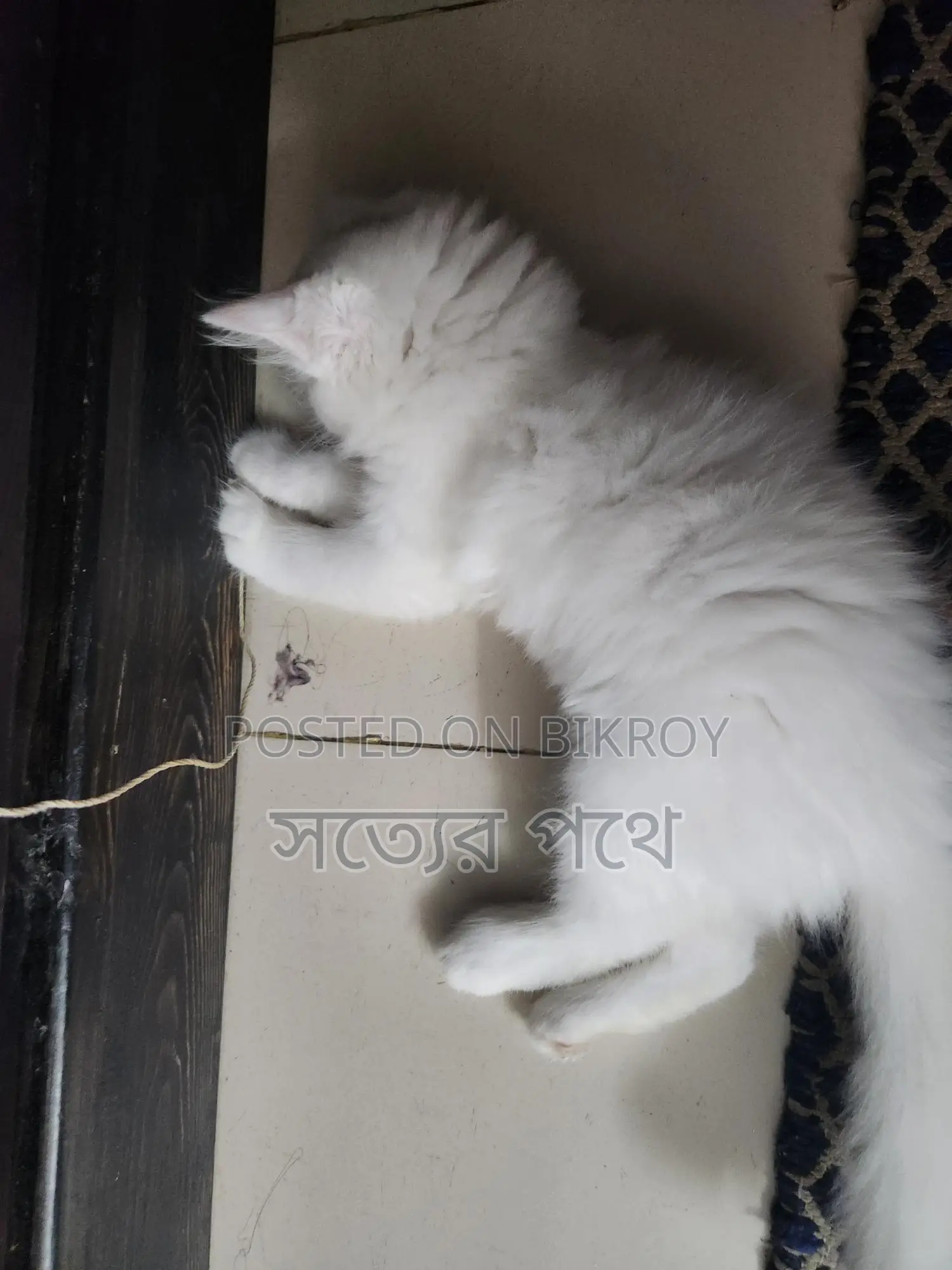White Triple Coat Doll Face Persian Cat