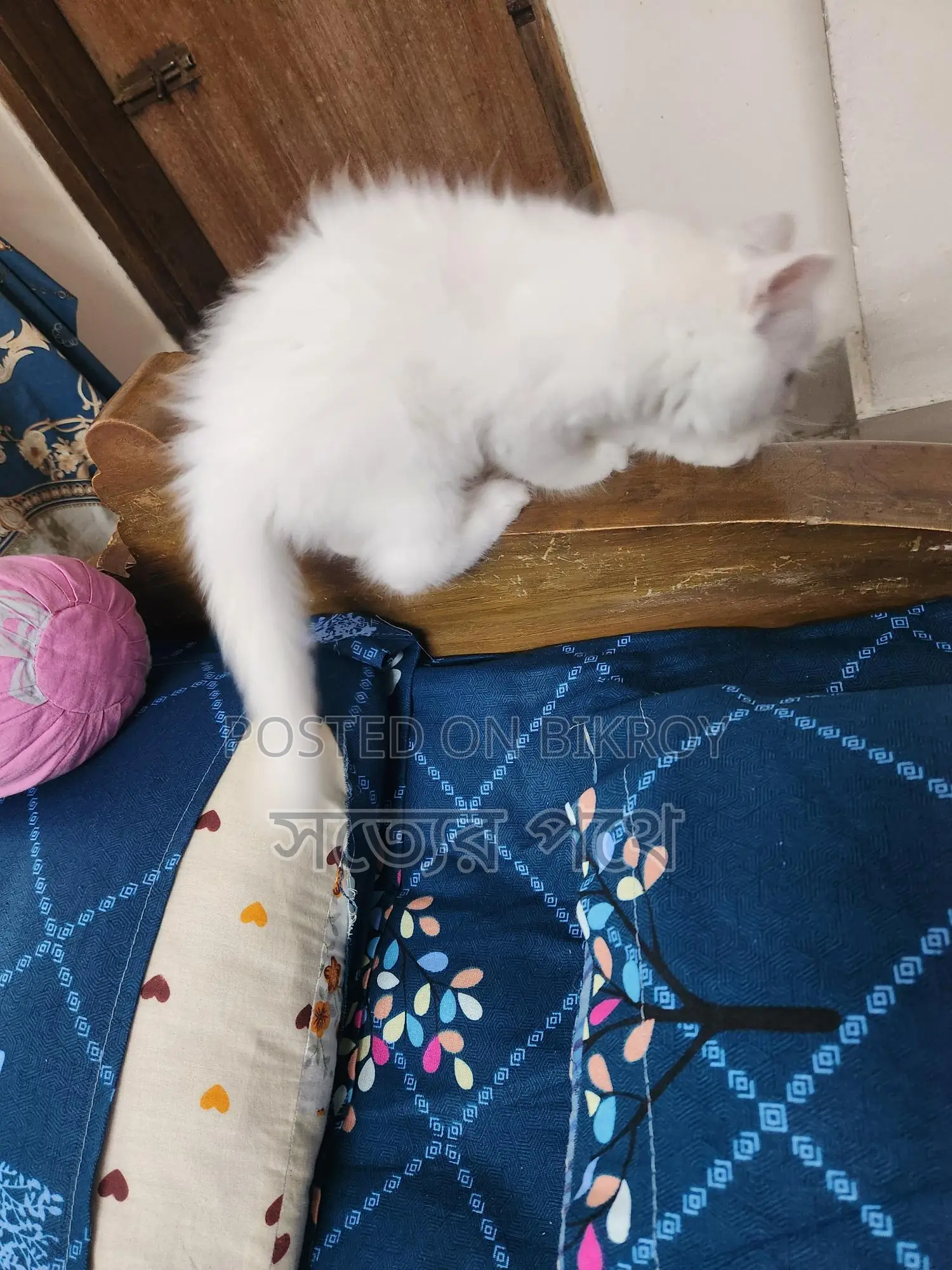 White Triple Coat Doll Face Persian Cat