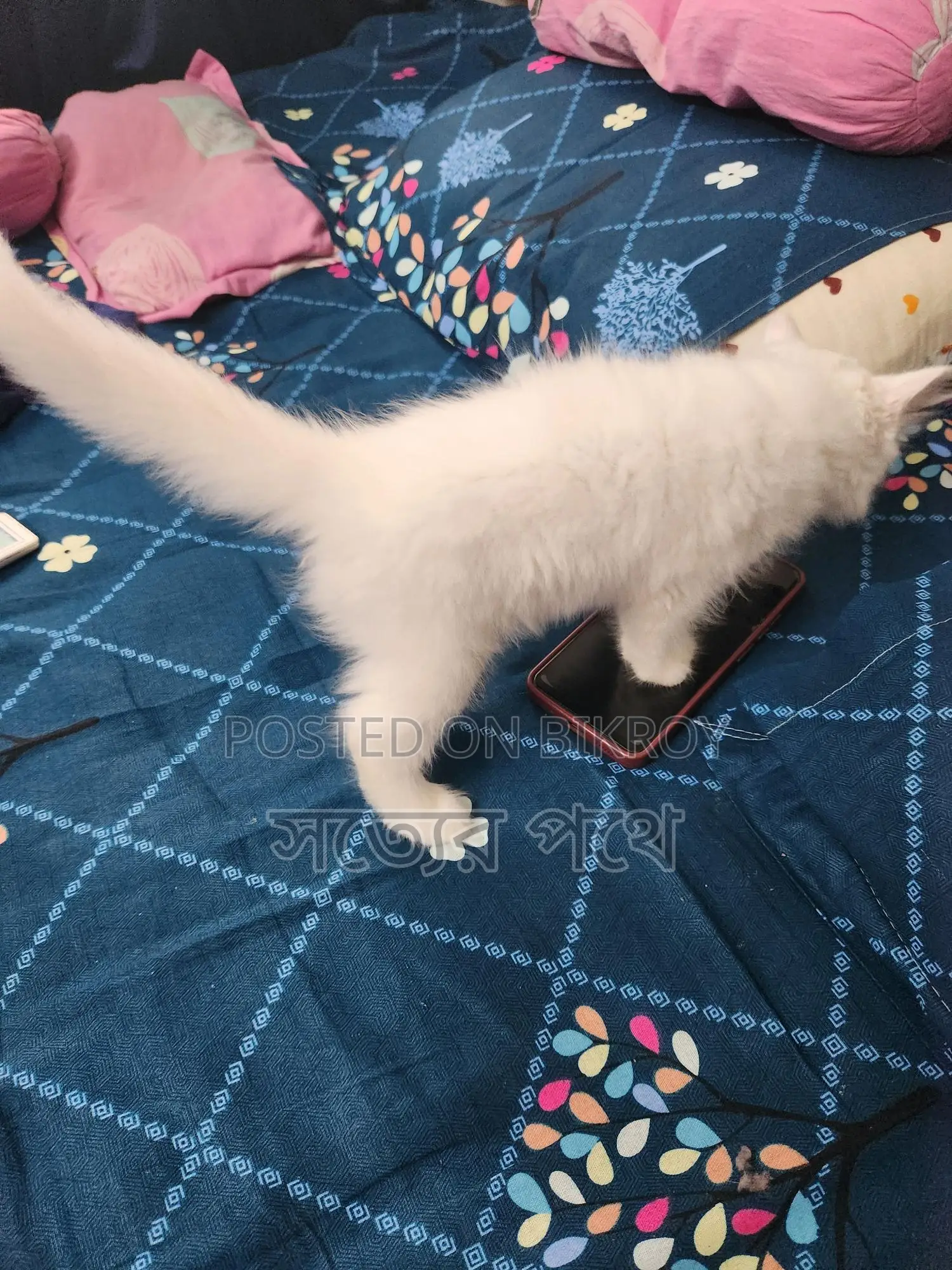 White Triple Coat Doll Face Persian Cat