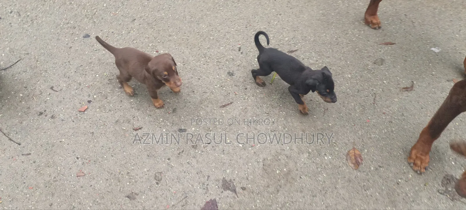1-3 Months Male Purebred Doberman Pinscher