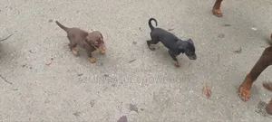 1-3 Months Male Purebred Doberman Pinscher
