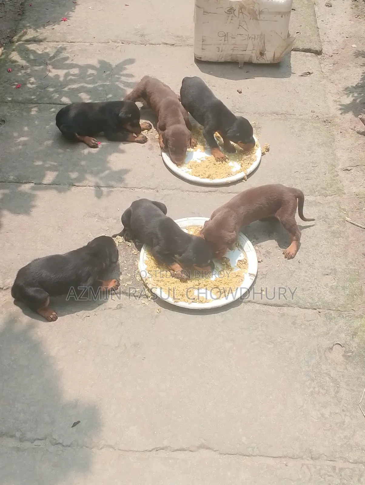 1-3 Months Male Purebred Doberman Pinscher