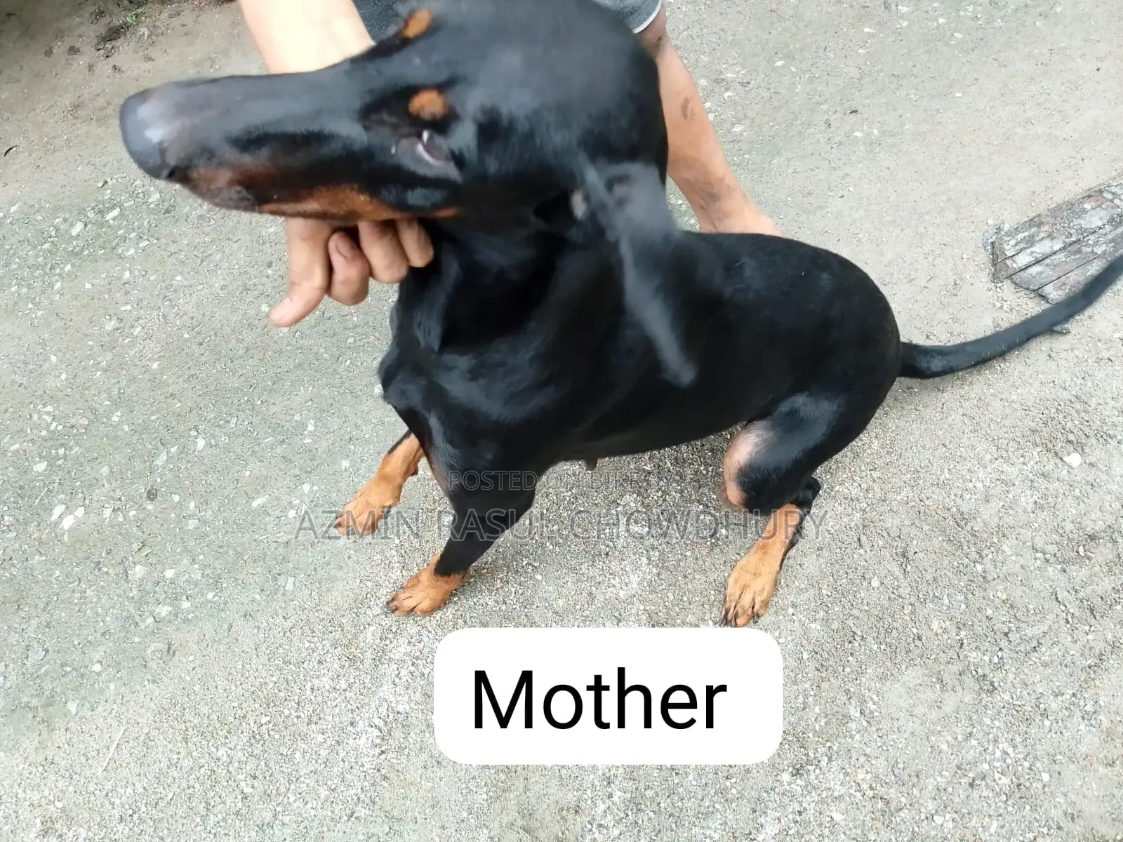 1-3 Months Male Purebred Doberman Pinscher