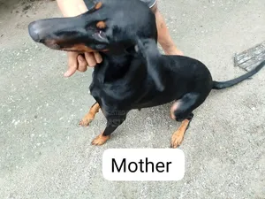1-3 Months Male Purebred Doberman Pinscher