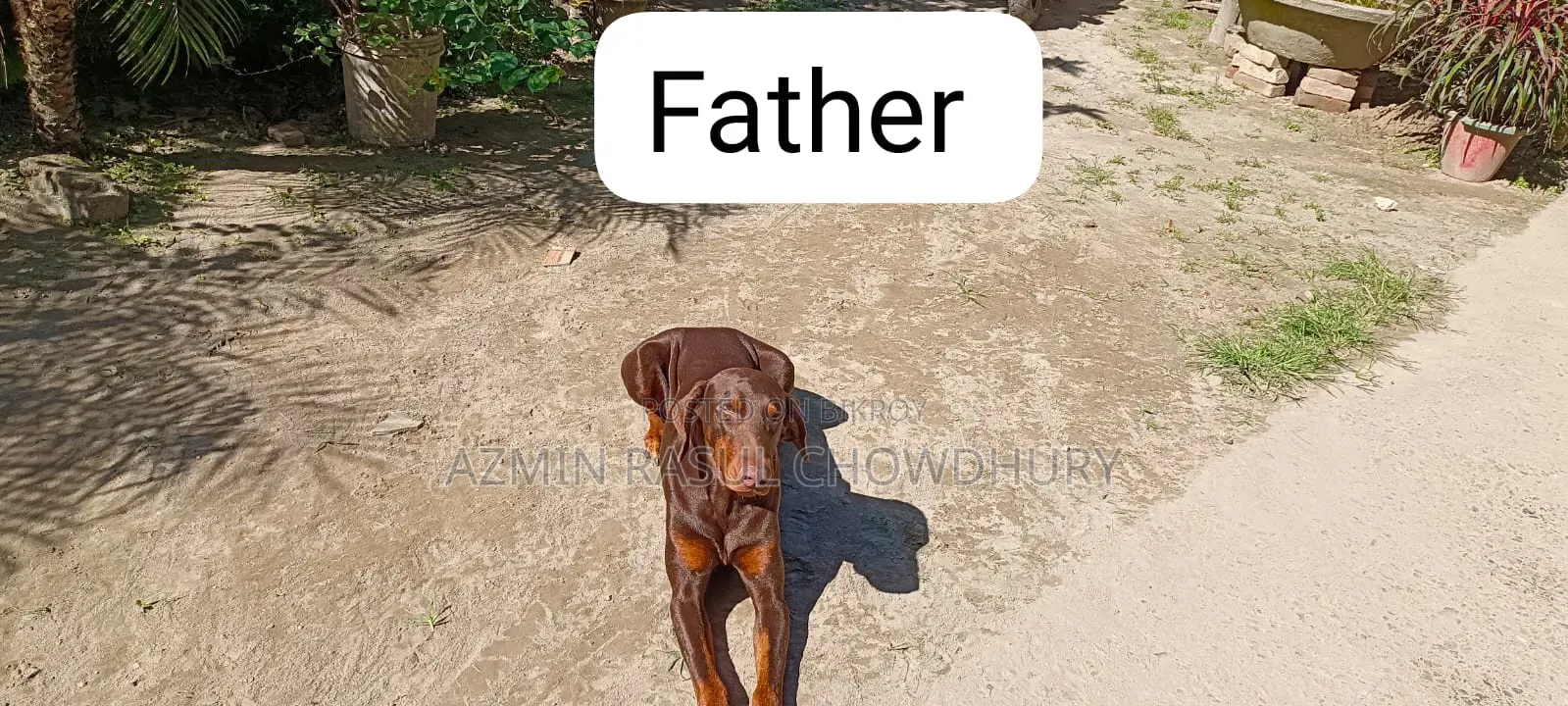 1-3 Months Male Purebred Doberman Pinscher