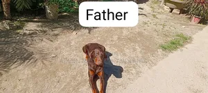1-3 Months Male Purebred Doberman Pinscher
