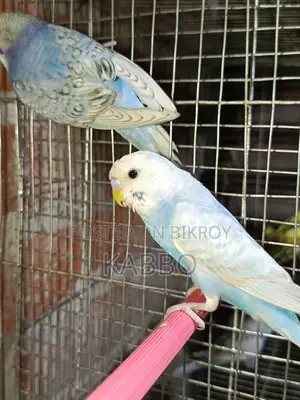 A Pair of Classic Budgies