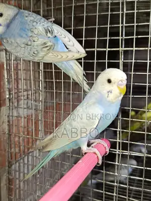 A Pair of Classic Budgies