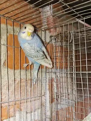 A Pair of Classic Budgies