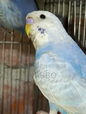 A Pair of Classic Budgies