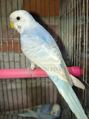 A Pair of Classic Budgies