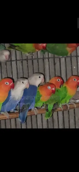 লাভ বার্ড