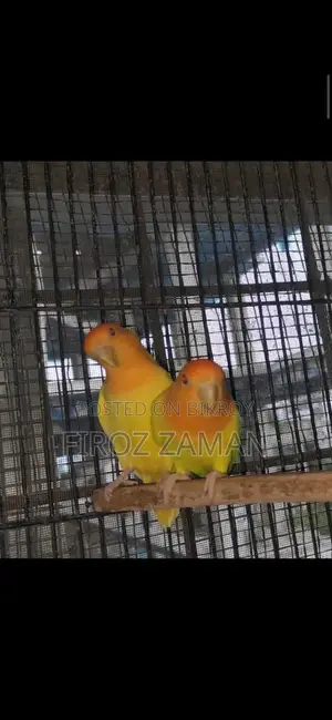 লাভ বার্ড
