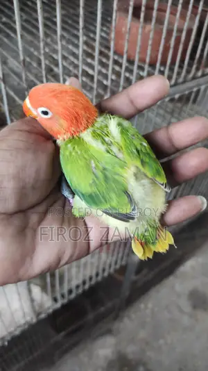 লাভ বার্ড