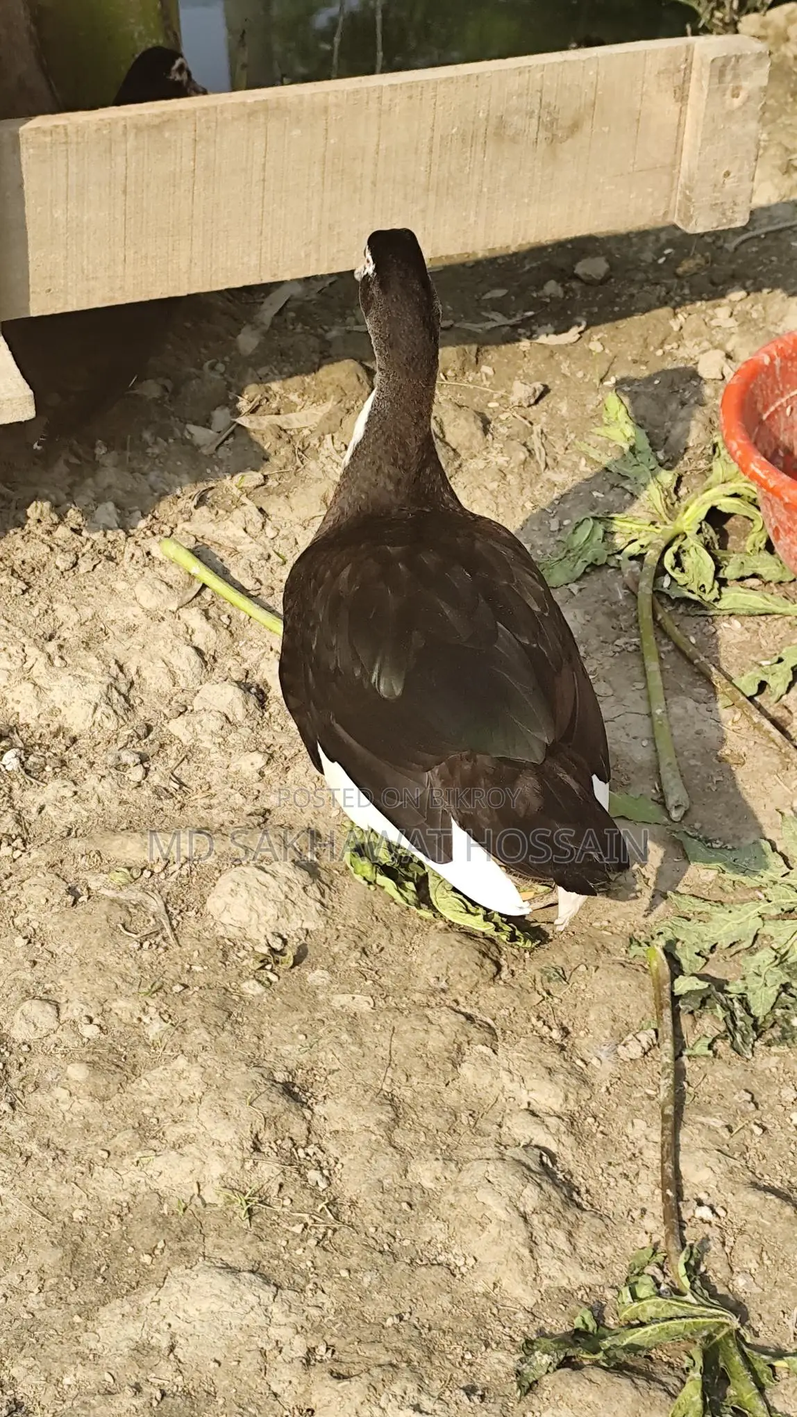 High-Quality Chinese Duck for Sale