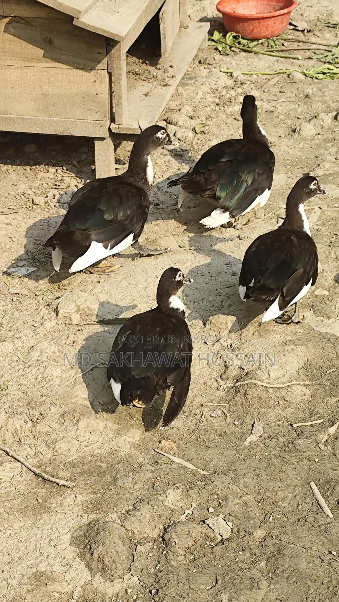 High-Quality Chinese Duck for Sale