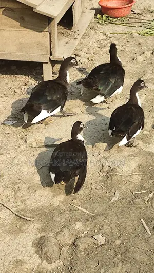 High-Quality Chinese Duck for Sale