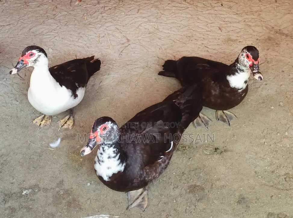 High-Quality Chinese Duck for Sale