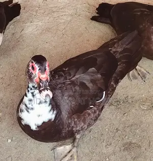 High-Quality Chinese Duck for Sale