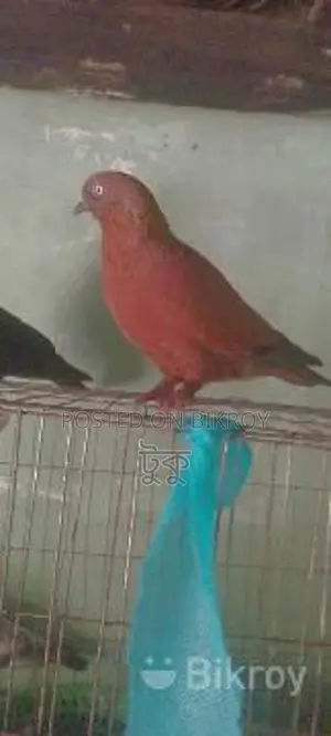 Want to sell a running Chila female pigeon