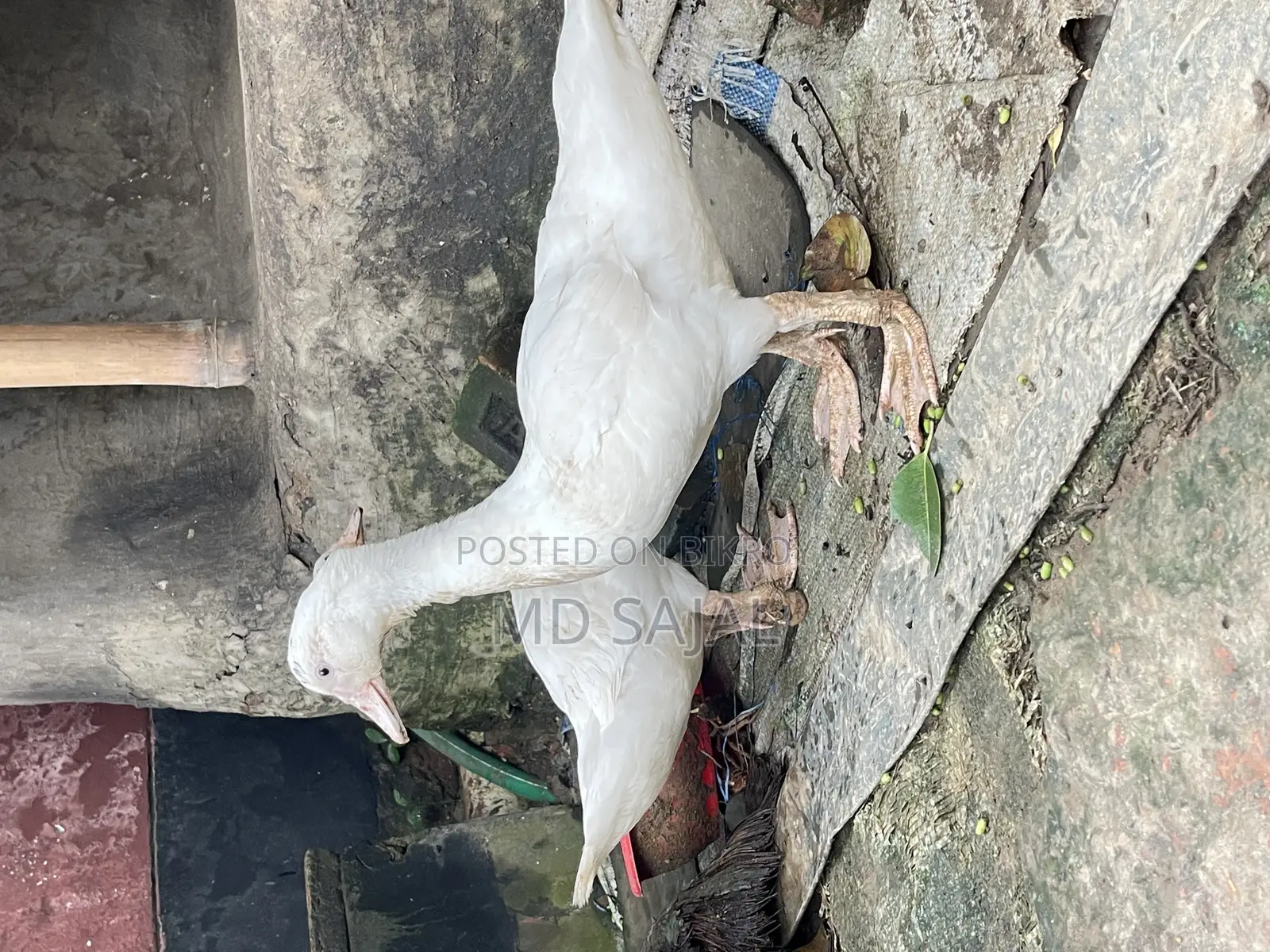 3-Month-Old White Chinese Ducklings