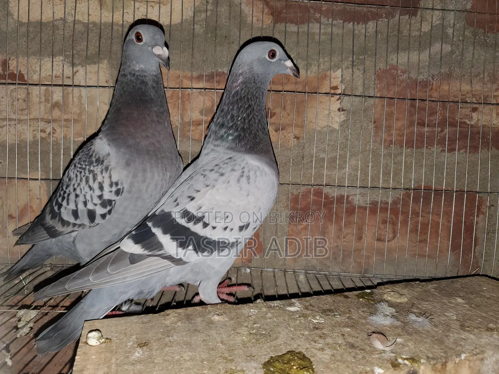 Pigeon