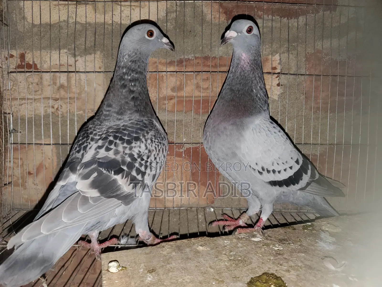 Pigeon