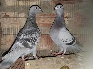 Pigeon