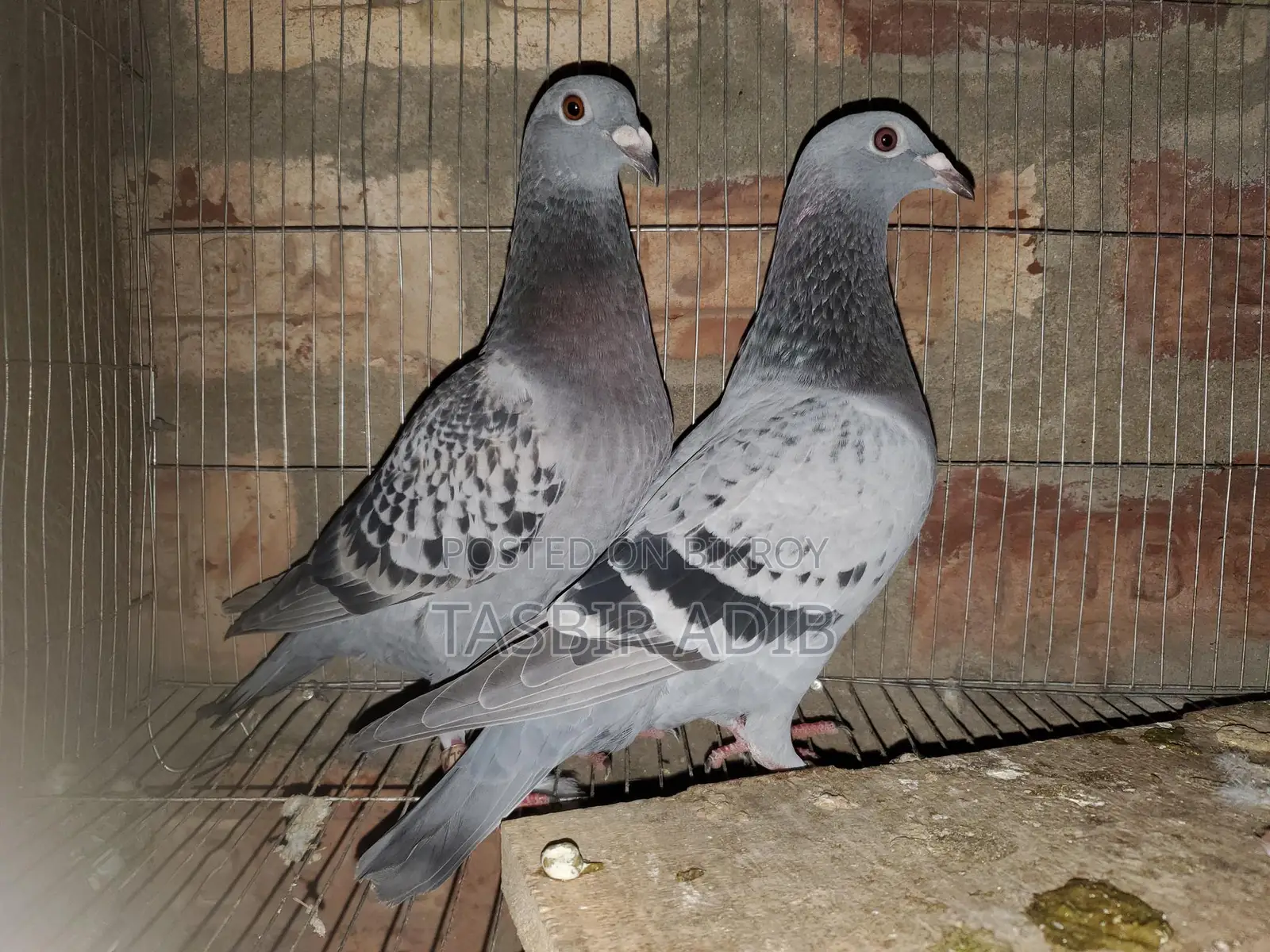 Pigeon