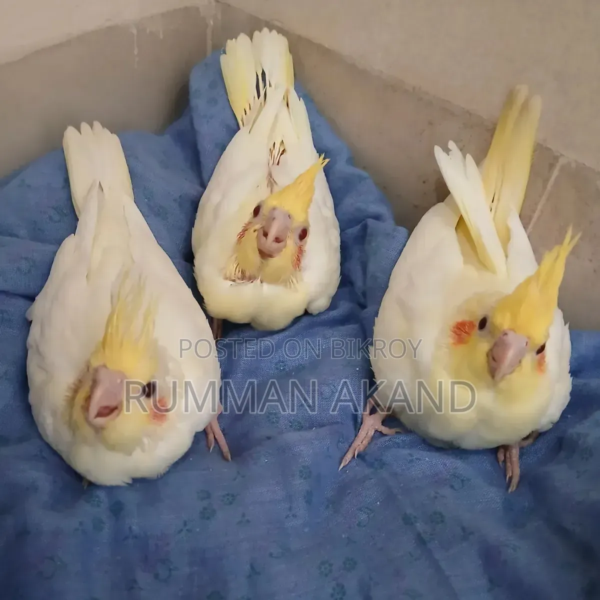 Cockatiel Babies