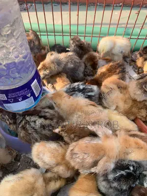 Sonali Chicken Chicks