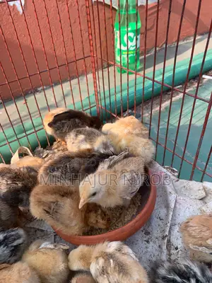 Sonali Chicken Chicks