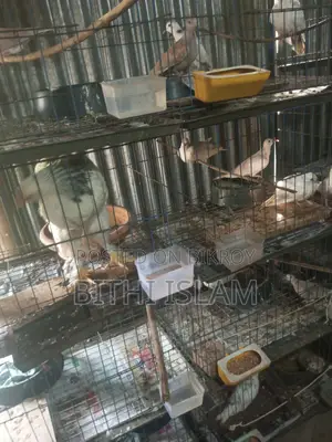 For Sale: Birds