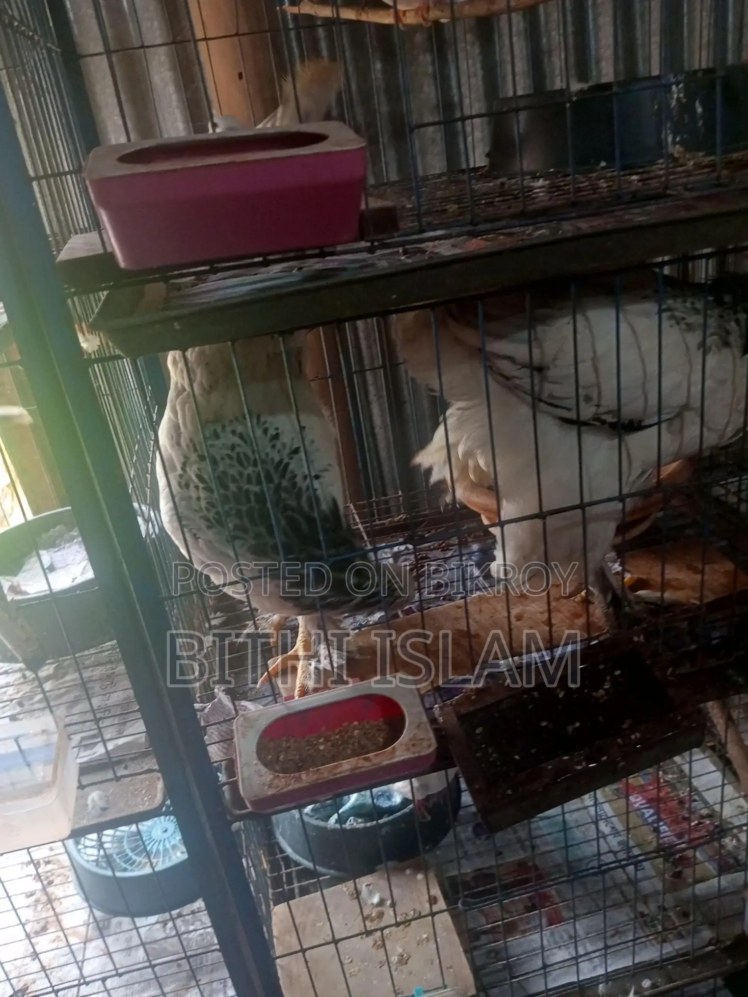 For Sale: Birds