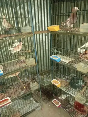 For Sale: Birds