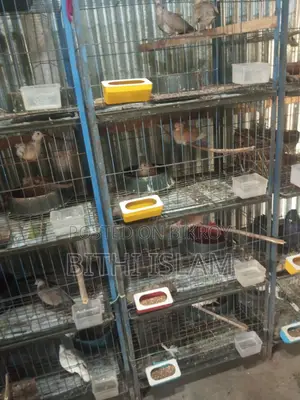For Sale: Birds