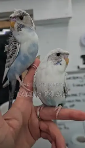 ইমতমম