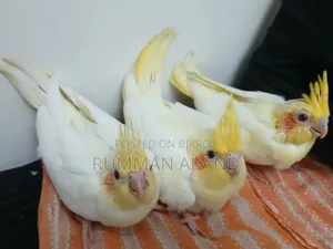 Cockatiel Babies