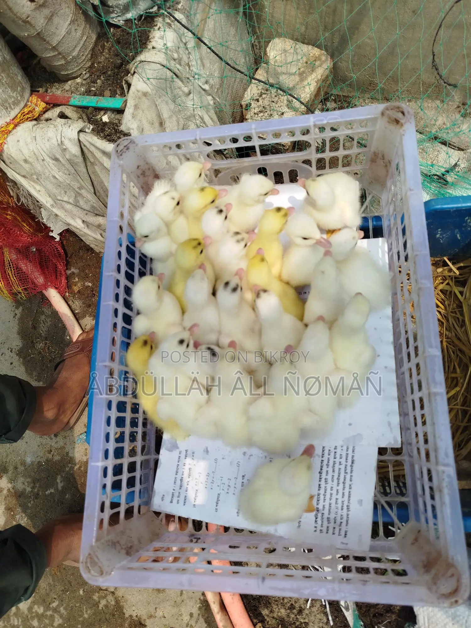 Chinese Ducklings