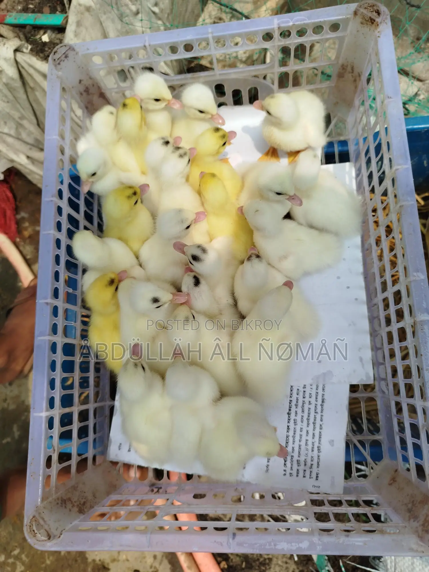 Chinese Ducklings